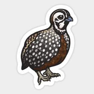 Montezuma Quail Sticker